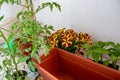 Overhead shot of green plants placed on the balcony