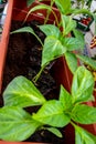 Overhead shot of green plants placed on the balcony