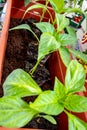 Overhead shot of green plants placed on the balcony