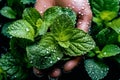 An overhead shot of a hand holding a bunch of freshly picked mint leaves, with water droplets glistening on the leaves,