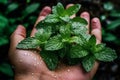 An overhead shot of a hand holding a bunch of freshly picked mint leaves, with water droplets glistening on the leaves,