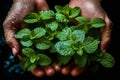 An overhead shot of a hand holding a bunch of freshly picked mint leaves, with water droplets glistening on the leaves,