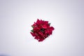 Overhead shot of isolated poinsettia flower with white background - great for background or blog