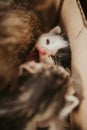 Overhead shot of kittens cuddling and playing in a cardboard box Royalty Free Stock Photo