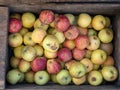 Overhead shot local apples ready for farmer`s market