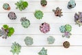 Overhead shot of many a succulents flower plant in pot on white wooden table , gardening minimal concept