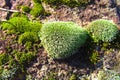 Green and Greenish White Moss Along the surface of a Rock