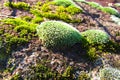 Green Moss Along the surface of a Rock