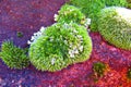 Greenish Moss patches with lichen patches on a reddish rock