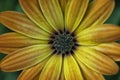 Overhead shot of an orange Dimorphoteca flower