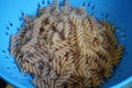 Overhead shot of pasta in a blue bowl ready for cooking - perfect for background