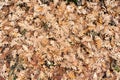 Overhead shot of a pile of fallen dried oak leaves in the forest during autumn