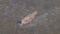 overhead shot of a platypus swimming and approaching in the mersey river of tasmania