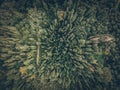 Aerial view of a lush forest with paths winding through the trees. Dense evergreen canopy creates a unique pattern Royalty Free Stock Photo