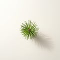 Pine branch on a light surface casts a delicate shadow, creating a minimalist natural composition. Royalty Free Stock Photo