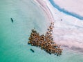 Overhead shot of two manatees cruising the beach line Royalty Free Stock Photo