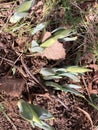 Overhead shot of young daffodil plants emerging from the ground in early spring