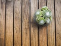 Overhead of a succulent cobweb houseleek sempervivum arachnoid Royalty Free Stock Photo