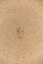 Overhead of tiny sand crab