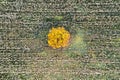 Overhead top down drone shot of a lone tree in the middle of a corn field in autumn. Royalty Free Stock Photo