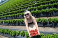 Overhead top view of a blonde woman picking strawberries in a field at a farm Royalty Free Stock Photo