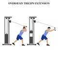 Overhead triceps extension exercise strength workout vector illustration Royalty Free Stock Photo