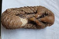 Overhead ventral view of a dry out dead Indian pangolins body