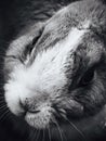 Overhead vertical grayscale shot of a cute rabbit