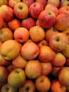Overhead vertical shot of a multicolored organic pile of cameo apples