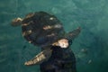 Overhead view of angry endangered sea turtle floating at surface in clear teal water