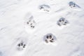 overhead view of animal footprints in fresh snow Royalty Free Stock Photo
