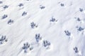 overhead view of animal footprints in fresh snow Royalty Free Stock Photo