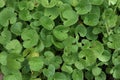 Overhead view of the Asiatic pennywort leaves growing in the garden