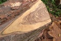 Overhead view of a beautiful woody texture of Pericopsis Mooniana wood stem