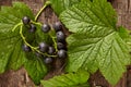 Overhead view of branch of blackcurrant on wooden background