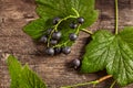 Overhead view of branch of blackcurrant on wooden background