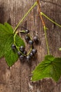 Overhead view of branch of blackcurrant on wooden background