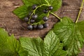 Overhead view of branch of blackcurrant on wooden background