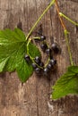 Overhead view of branch of blackcurrant on wooden background