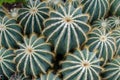 Overhead view of cactus plants