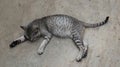 Overhead view of a cat sleeping on sand floor Royalty Free Stock Photo