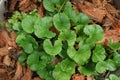 Overhead view of Centella asiatica plant in a pot with coconut husk