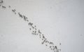 Overhead view of the chain of ants Royalty Free Stock Photo