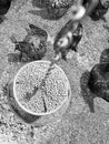 Overhead view of a chicken feeder in a free range coop with birds around it Royalty Free Stock Photo