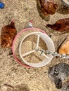 Overhead view of a chicken feeder in a free range coop with birds around it Royalty Free Stock Photo