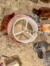 Overhead view of a chicken feeder in a free range coop with birds around it Royalty Free Stock Photo