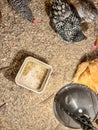 Overhead view of a chicken feeder in a free range coop with birds around it Royalty Free Stock Photo