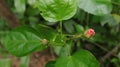 Overhead view of a China rose branch with few ready to bloom buds