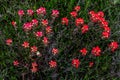 An Overhead View of a Cluster of Bright Orange Indian Painbrush Wildflowers in a Roadside Meadow in Oklahoma.