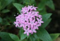 Overhead view of a cluster of tiny purple flowers